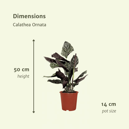 2x Calathea Ornata – Pfauenpflanze, 50 cm, Ø14 cm