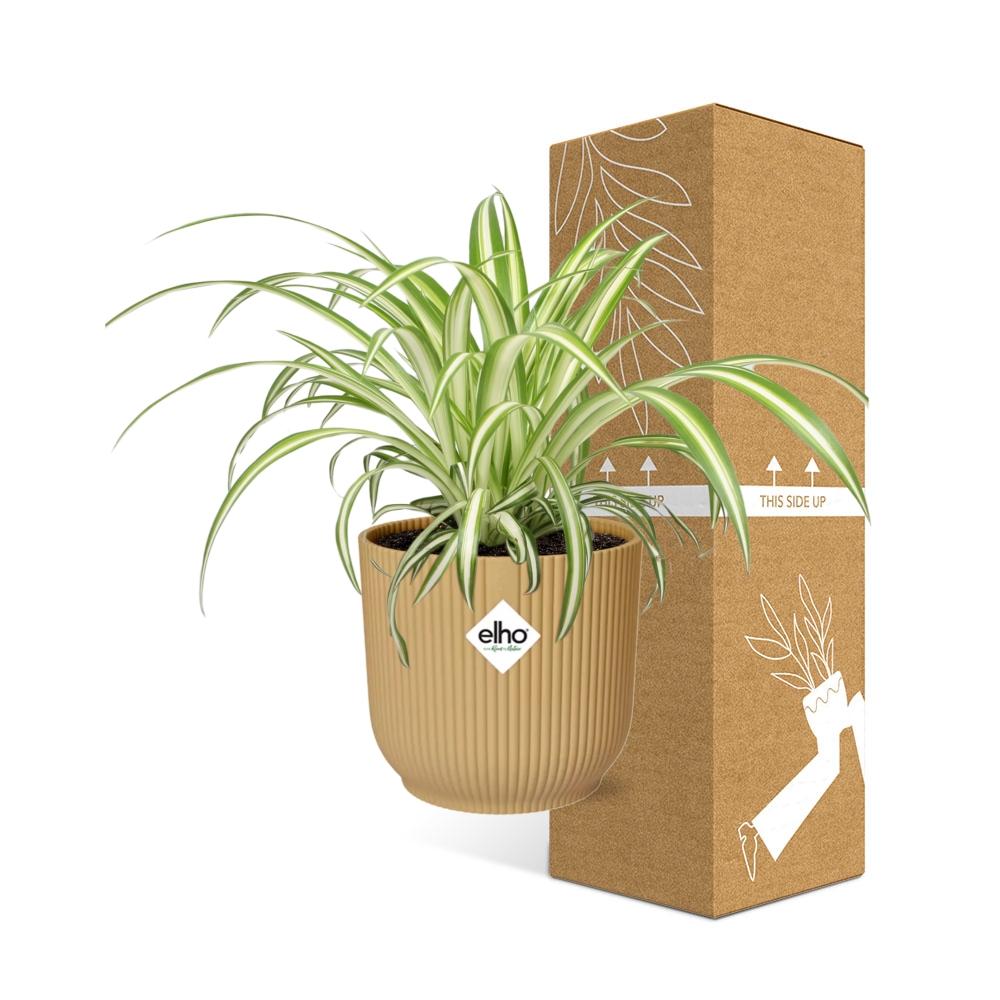 Chlorophytum Comosum Variegatum – Pflegeleichte Spinnenpflanze 14cm gelb