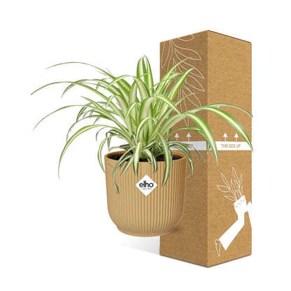 Chlorophytum Comosum Variegatum – Pflegeleichte Spinnenpflanze 14cm gelb