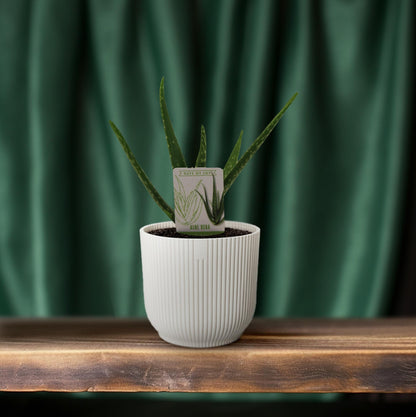 Aloe Vera Zimmerpflanze – Pflegeleicht & Dekorativ Ø10,5cm