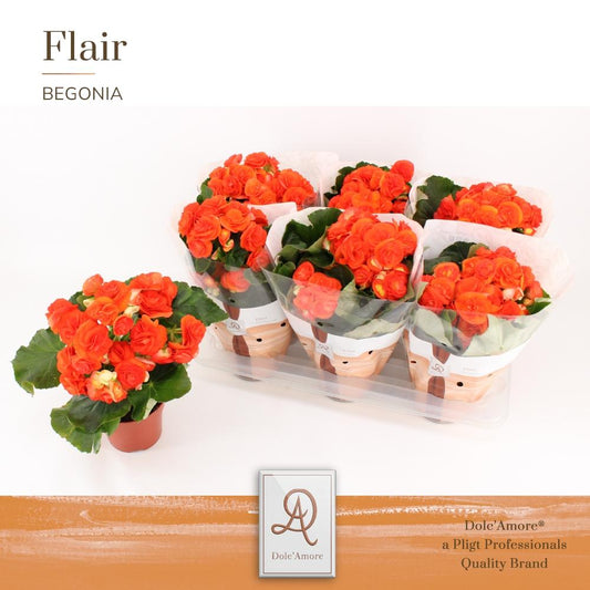 Begonie Reina P14 Dolc'Amore® Flair – pflegeleicht & farbenfroh