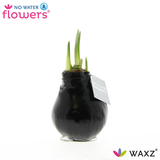 No Water Flowers Waxz® Black – Pflegeleichte Wachsblume Ø15cm
