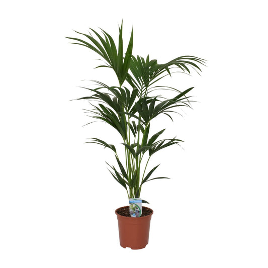 Howea forsteriana – Kentia-Palme Ø21cm, 120cm hoch