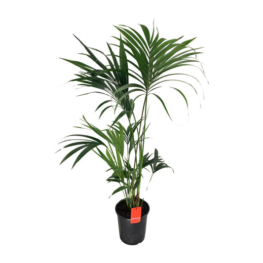 Kentia Palme – 130 cm – Pflegeleichte tropische Zimmerpflanze