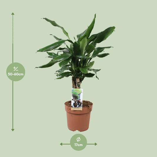 Drachenbaum Steudneri Green – 55 cm pflegeleicht & robust