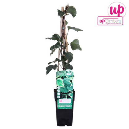 Hedera algeriensis 'Gloire de Maren' – Pflegeleichter Algerischer Efeu Ø15cm