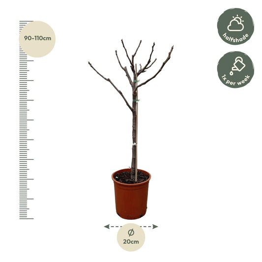 Ficus Carica op Stam – Pflegeleichter Feigenbaum 100 cm
