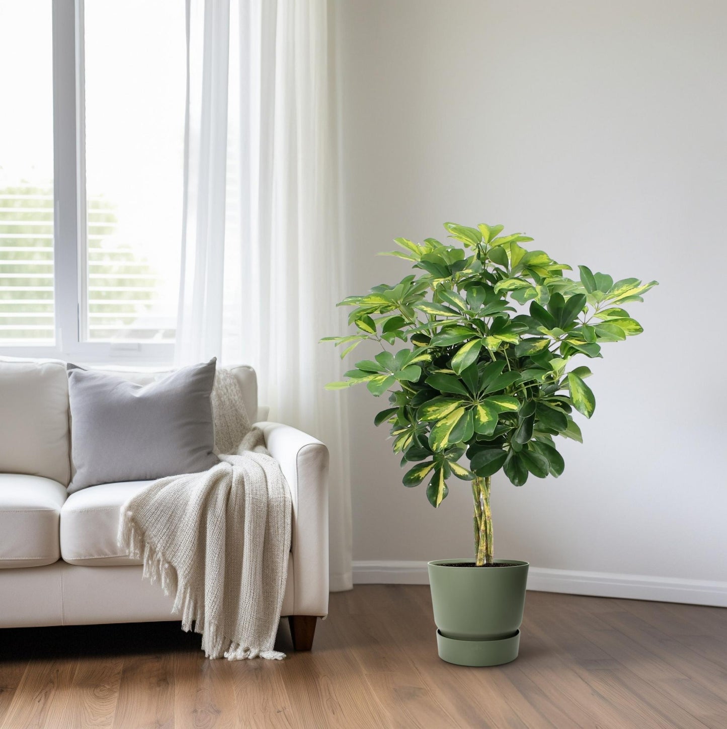 Schefflera Arboricola Gold Capella – Pflegeleichter Schirmbaum Ø19cm