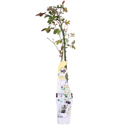 Kletterrose 'Vanilla' – Cremeweiße Blüten, 65 cm