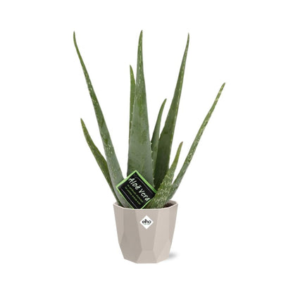 Aloe Vera 12 cm im ELHO b.for rock Topf – pflegeleicht & luftreinigend