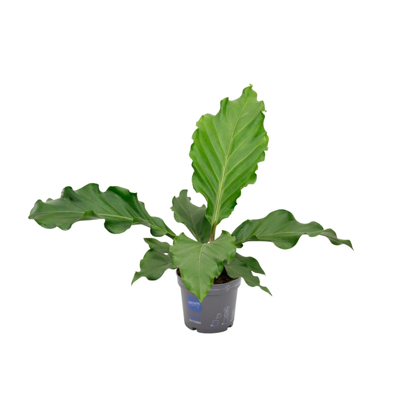 Anthurium Birdnest – Pflegeleichte Zimmerpflanze Ø17 cm