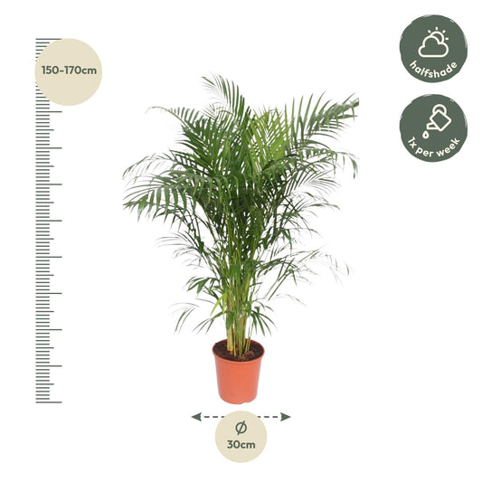 Dypsis Lutescens (Goldpalme) – 150 cm, ø30 cm, pflegeleicht