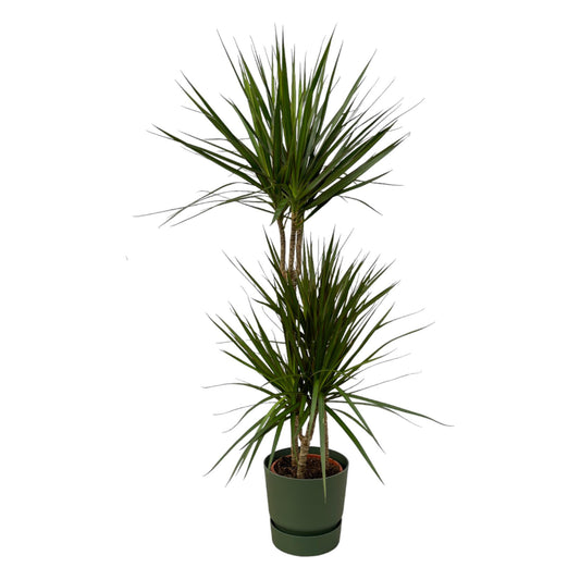 Dracaena Marginata – Pflegeleichte Zimmerpflanze Ø21cm, 120cm hoch
