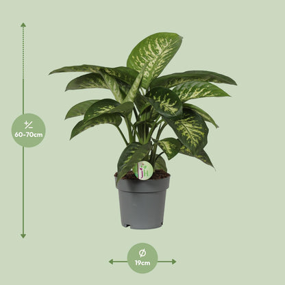 Dieffenbachia Reeva – Pflegeleichte Zimmerpflanze Ø19cm