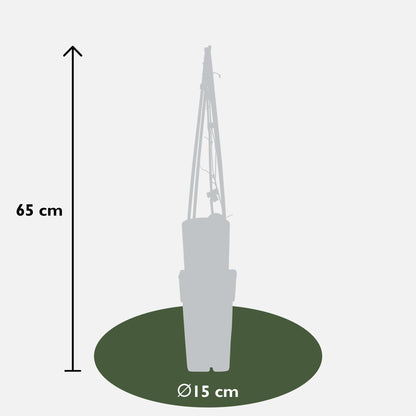 4x Clematis The President – Kletterpflanze Ø15cm, 65cm hoch