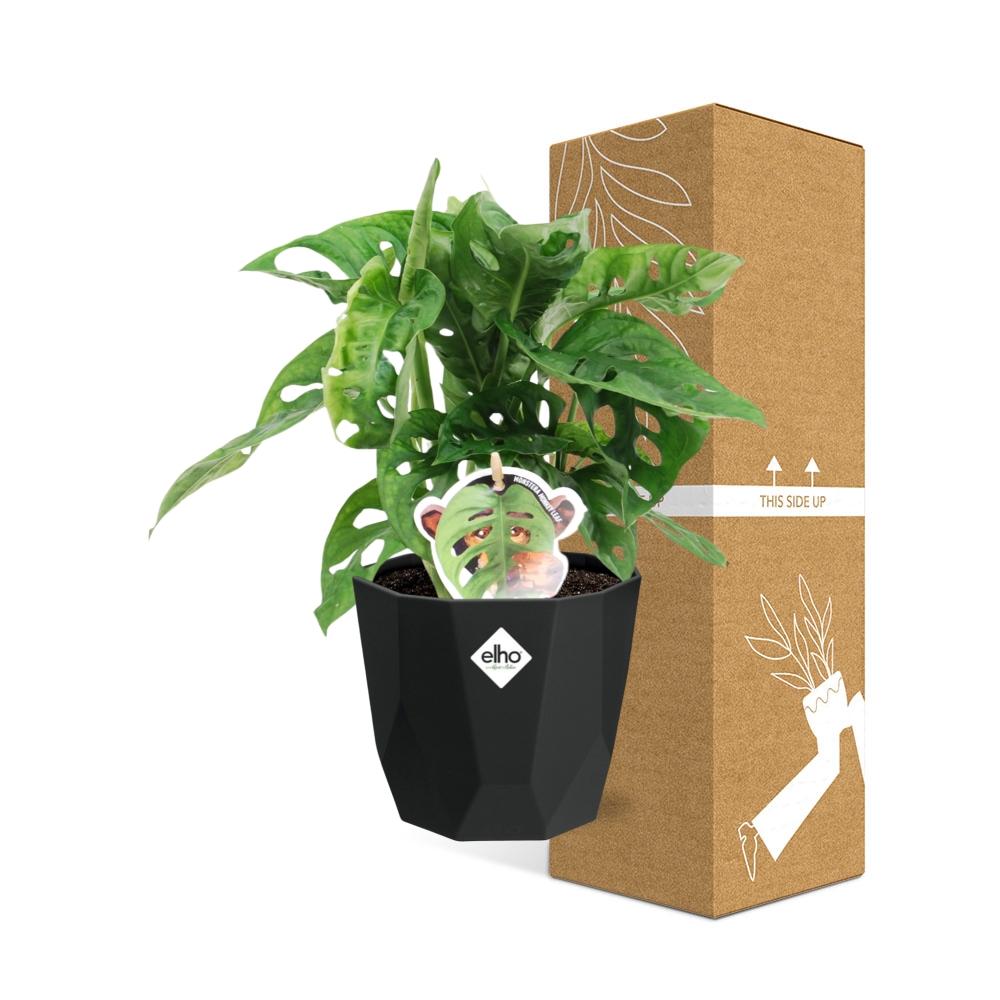 Monstera ‘Monkey Leaf’ – pflegeleichte Zimmerpflanze 14cm