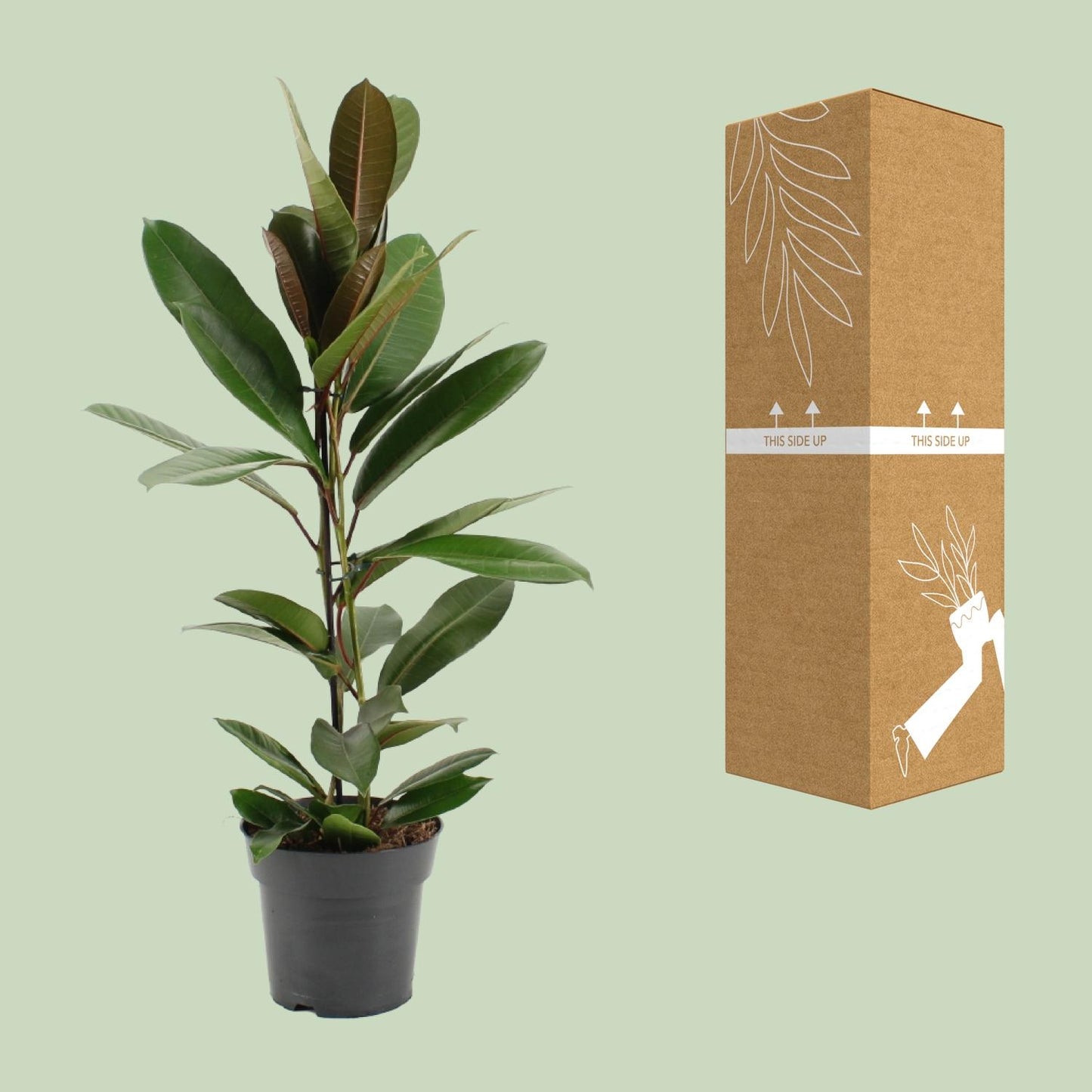 Ficus America Tresor Ø17cm – Pflegeleichter Zimmerbaum