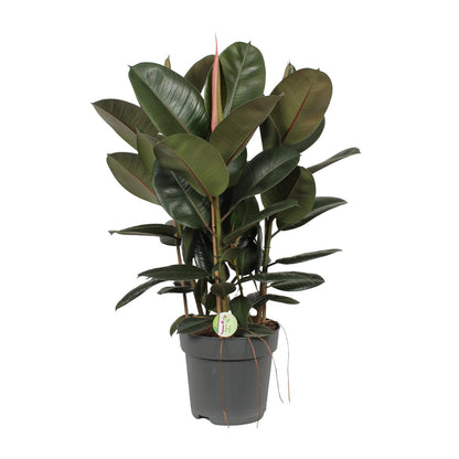 Ficus Robusta – Pflegeleichte Zimmerpflanze Ø27cm