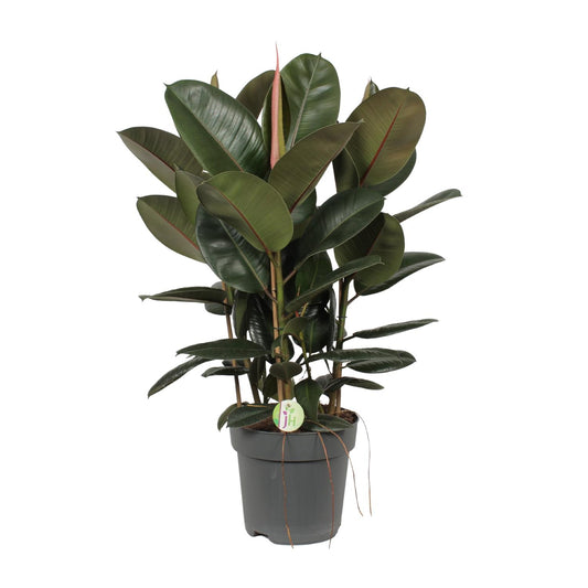 Ficus Robusta – Pflegeleichte Zimmerpflanze Ø27cm