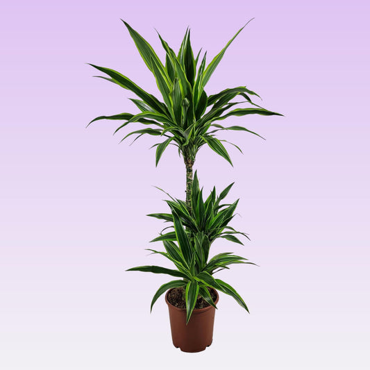 Dracaena Lemon Lime – Pflegeleichte, luftreinigende Zimmerpflanze Ø21 cm