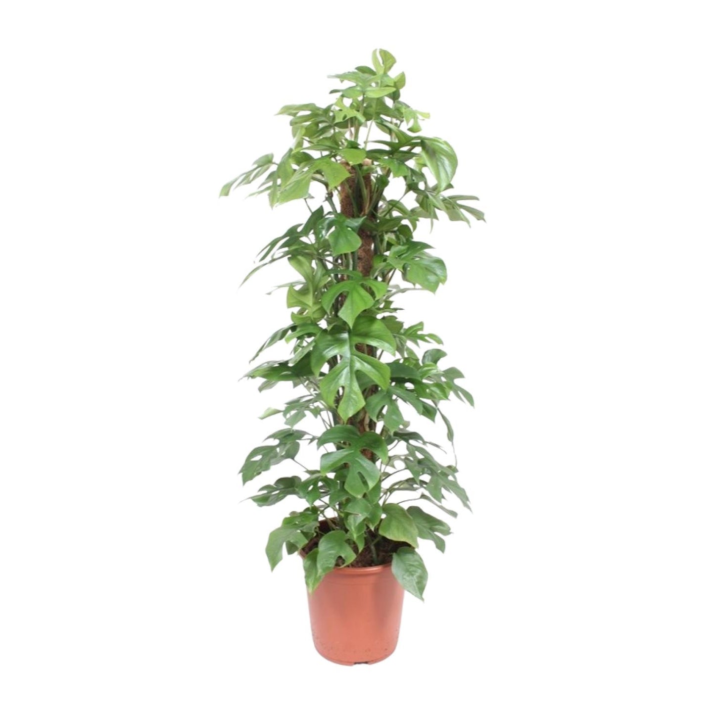 Monstera Minima Mosstok – Pflegeleichte Zimmerpflanze Ø27cm