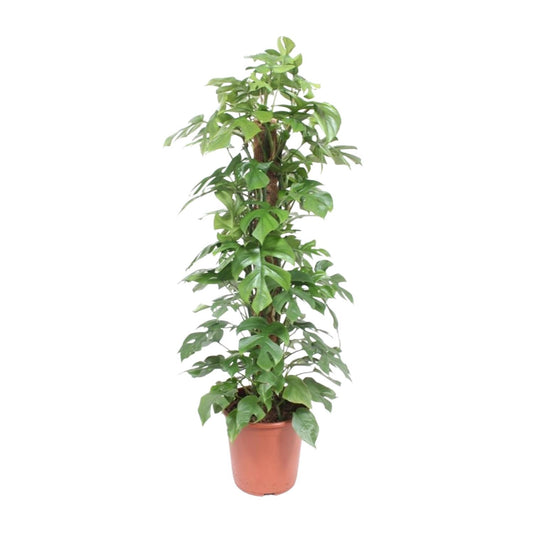 Monstera Minima Mosstok – Pflegeleichte Zimmerpflanze Ø27cm