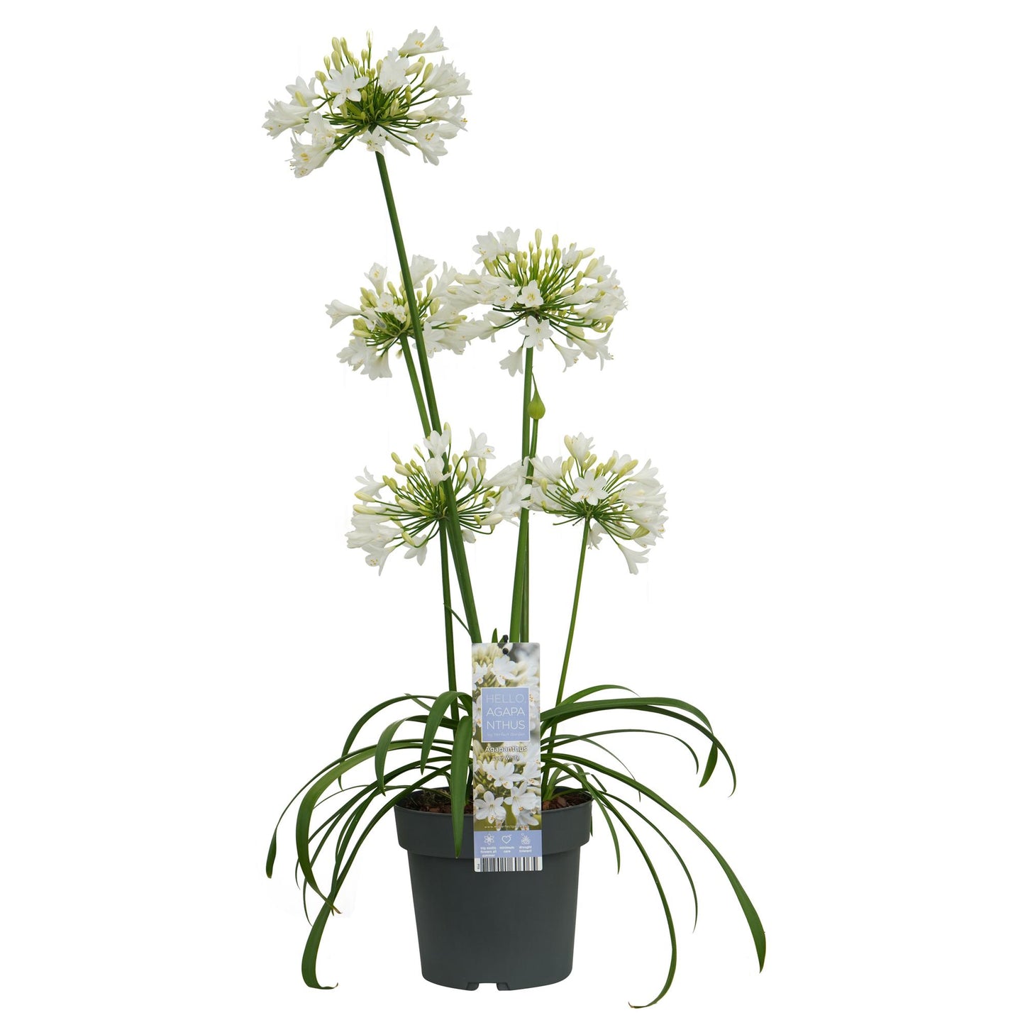 Agapanthus 'Ever White' – Pflegeleichter Blütenstar Ø19 cm
