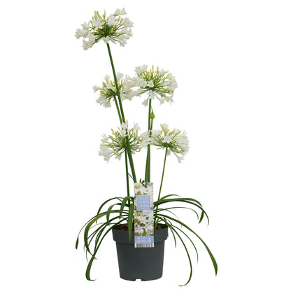 Agapanthus 'Ever White' – Pflegeleichter Blütenstar Ø19 cm