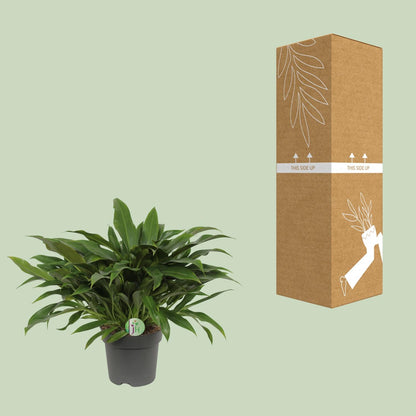 Philodendron Little Phil – kompakte, luftreinigende Zimmerpflanze Ø17cm