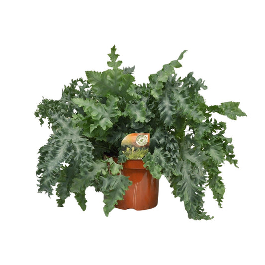 Phlebodium Davana – Goldener Tüpfelfarn Ø26cm, 60cm hoch