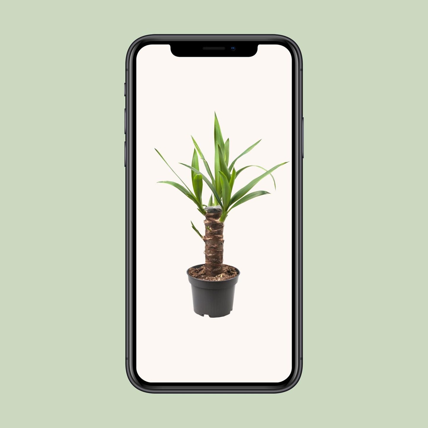 Yucca Elephantipes – Pflegeleichte Zimmerpflanze Ø12cm