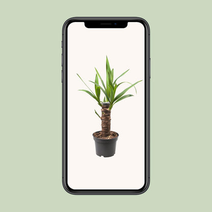 Yucca Elephantipes – Pflegeleichte Zimmerpflanze Ø12cm