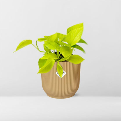 Epipremnum Pinnatum ‘Golden Pothos’ in ELHO Vibes Fold 14cm Gelb