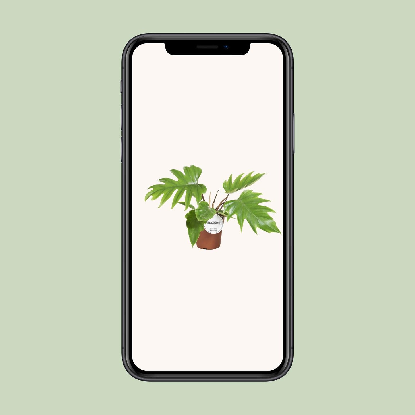 Philodendron Mayoi – Pflegeleichte tropische Zimmerpflanze Ø15cm