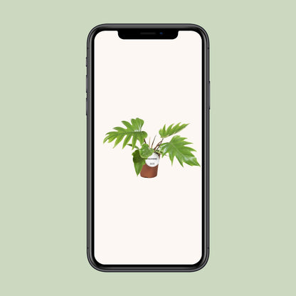 Philodendron Mayoi – Pflegeleichte tropische Zimmerpflanze Ø15cm