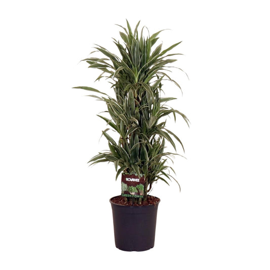 Dracaena Warneckei Ø27cm – Pflegeleichter Drachenbaum bis 110cm