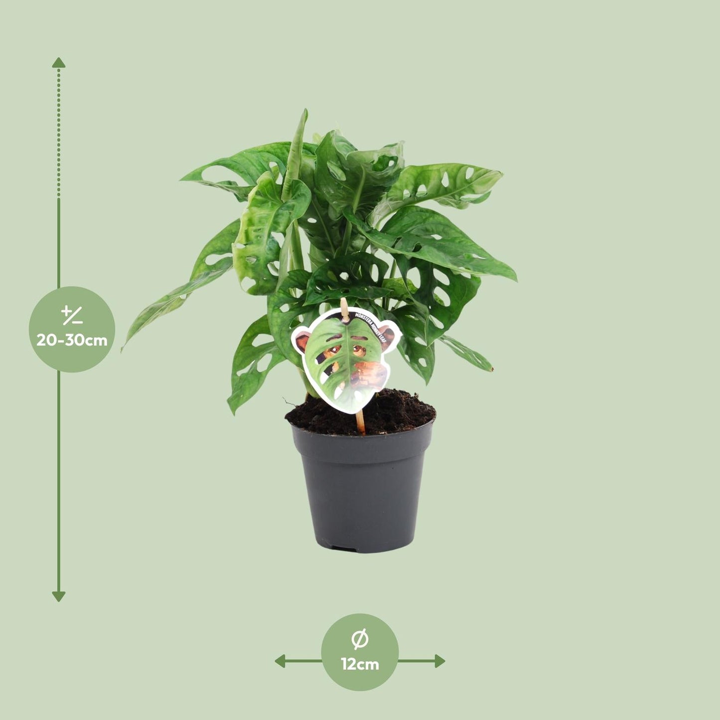 Monstera Monkey Leaf – Pflegeleichte Zimmerpflanze Ø12cm