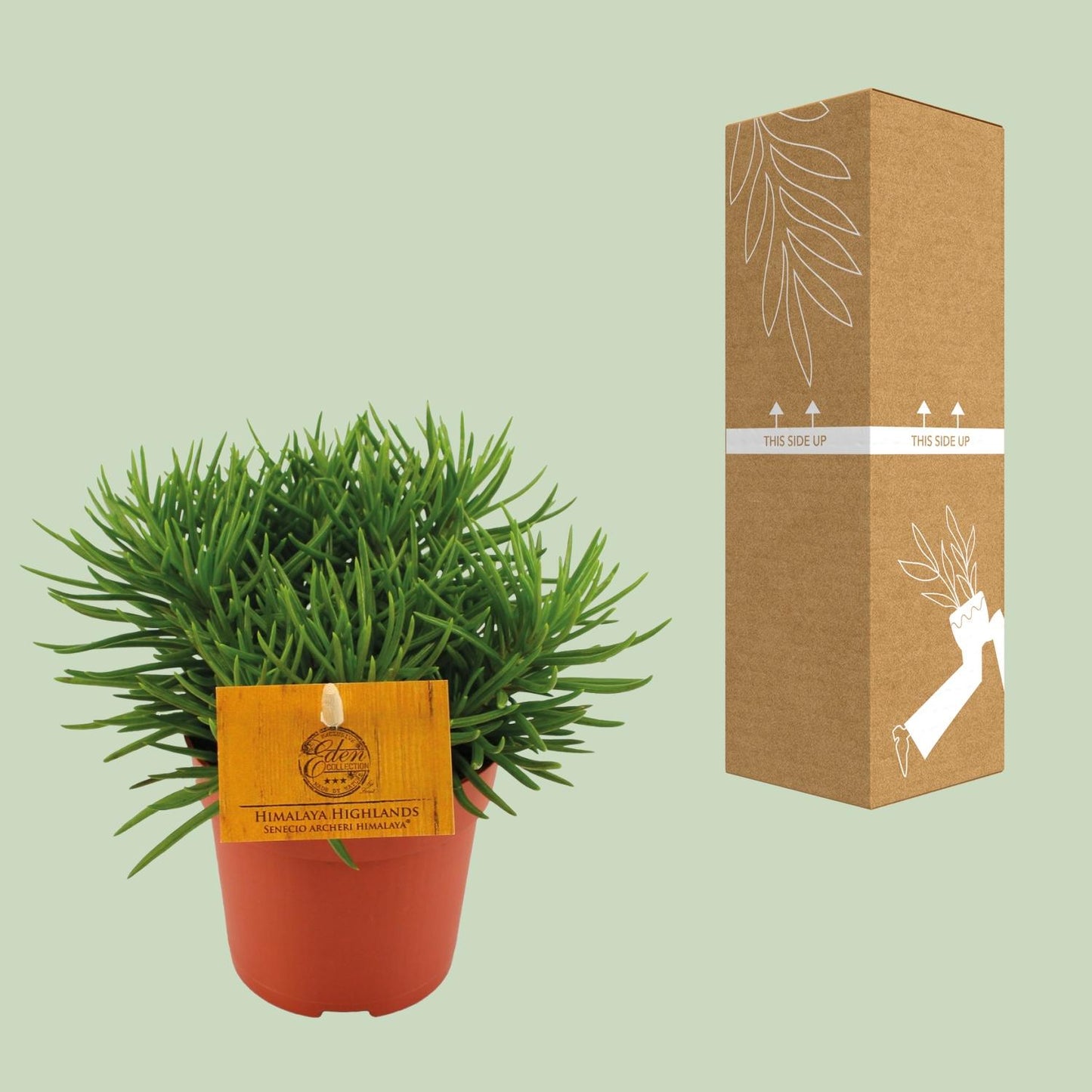 Senecio Himalaya – Pflegeleichte Zimmerpflanze Ø11cm