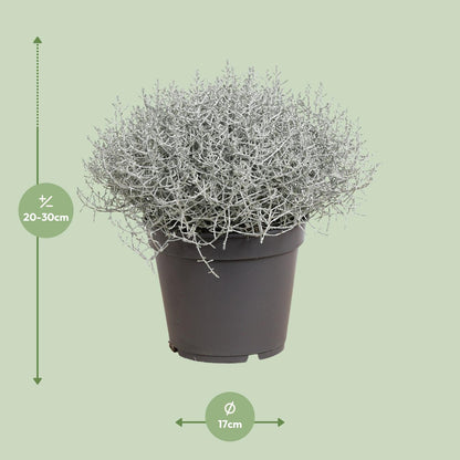 Leucophyta Brownii Silberbusch Ø17cm, 30cm hoch