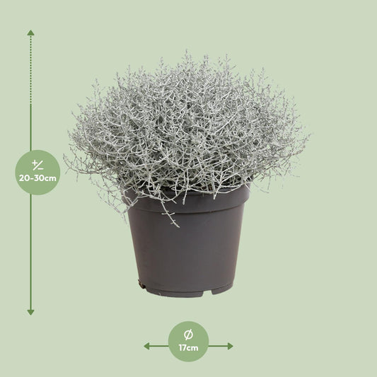 Leucophyta Brownii Silberbusch Ø17cm, 30cm hoch
