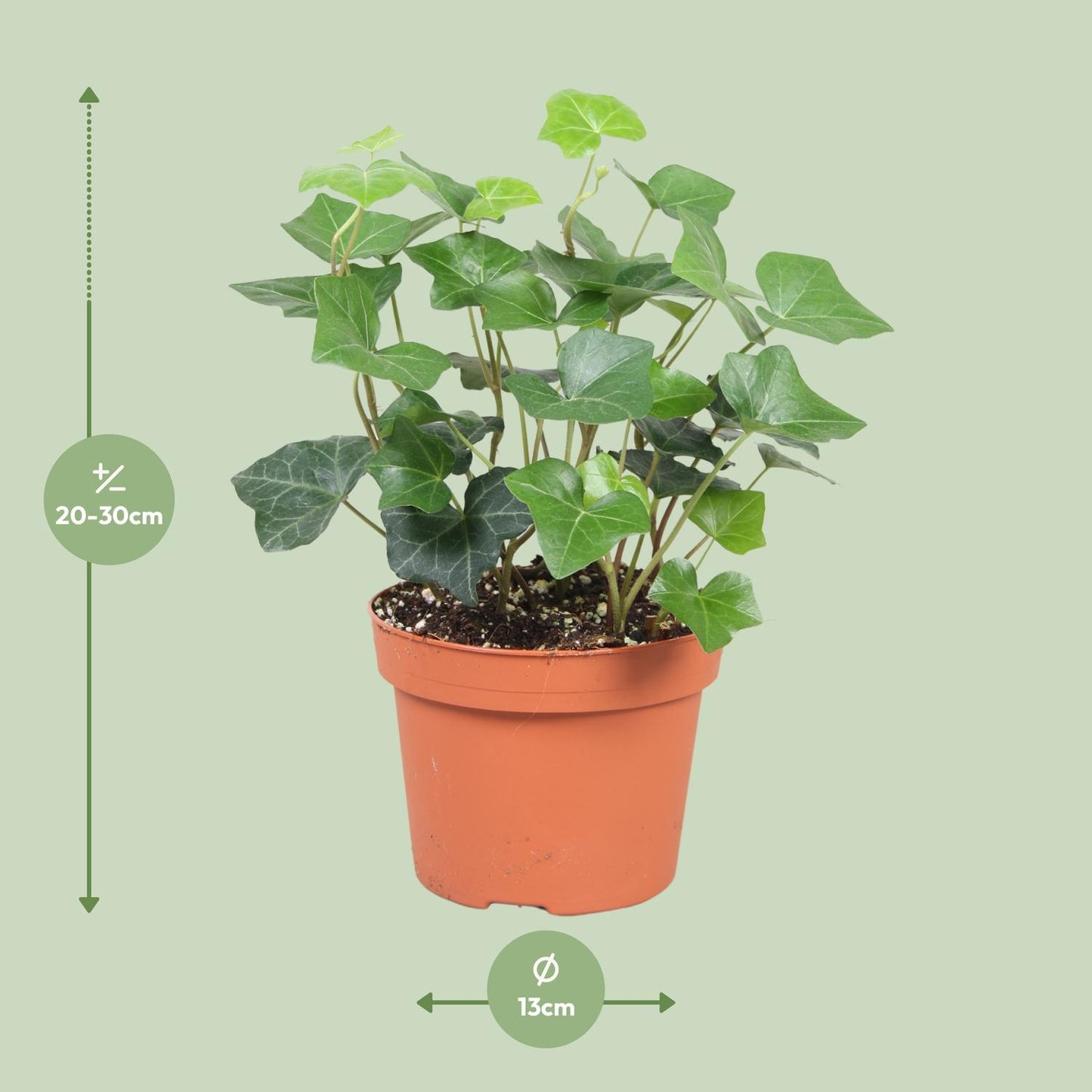 Hedera Hibernica - Pflegeleichter Efeu Ø13cm, 30cm hoch