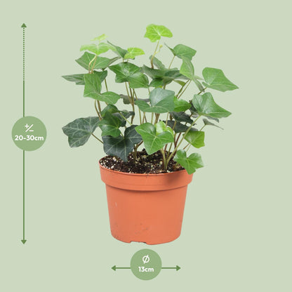 Hedera Hibernica - Pflegeleichter Efeu Ø13cm, 30cm hoch