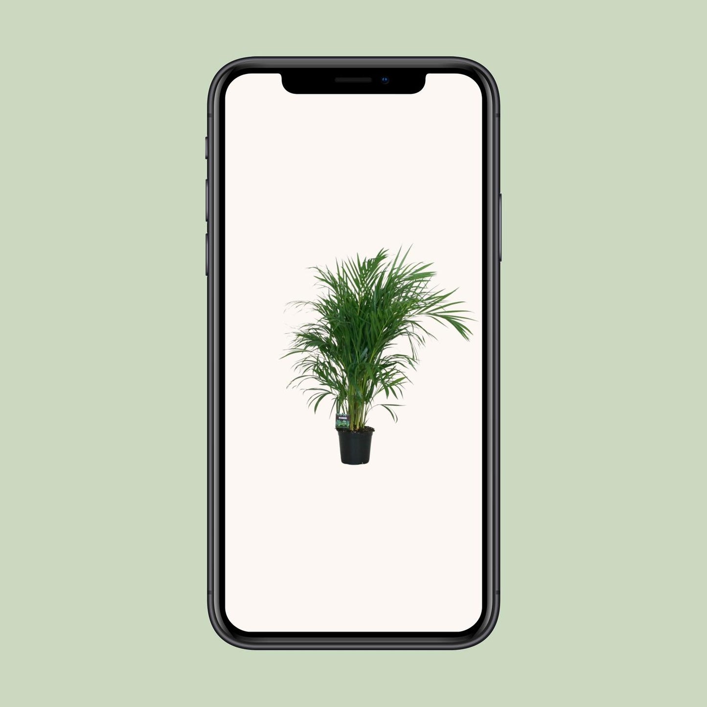 Dypsis Lutescens Bambuspalme Ø19cm – ca. 100cm hoch