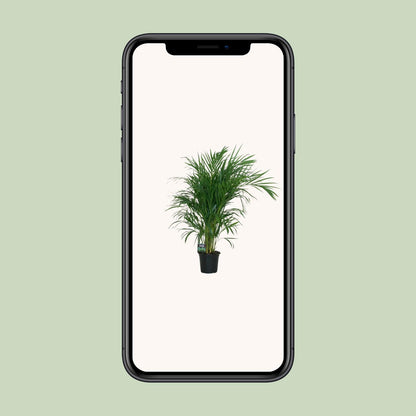 Dypsis Lutescens Bambuspalme Ø19cm – ca. 100cm hoch