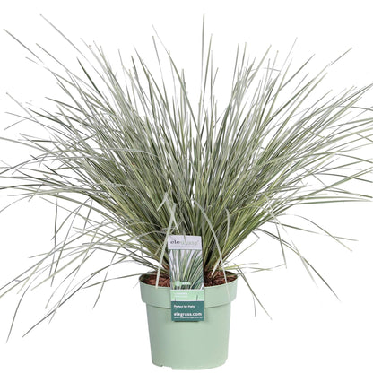 Lomandra longifolia 'White Sands' – Pflegeleichte Terrassenpflanze