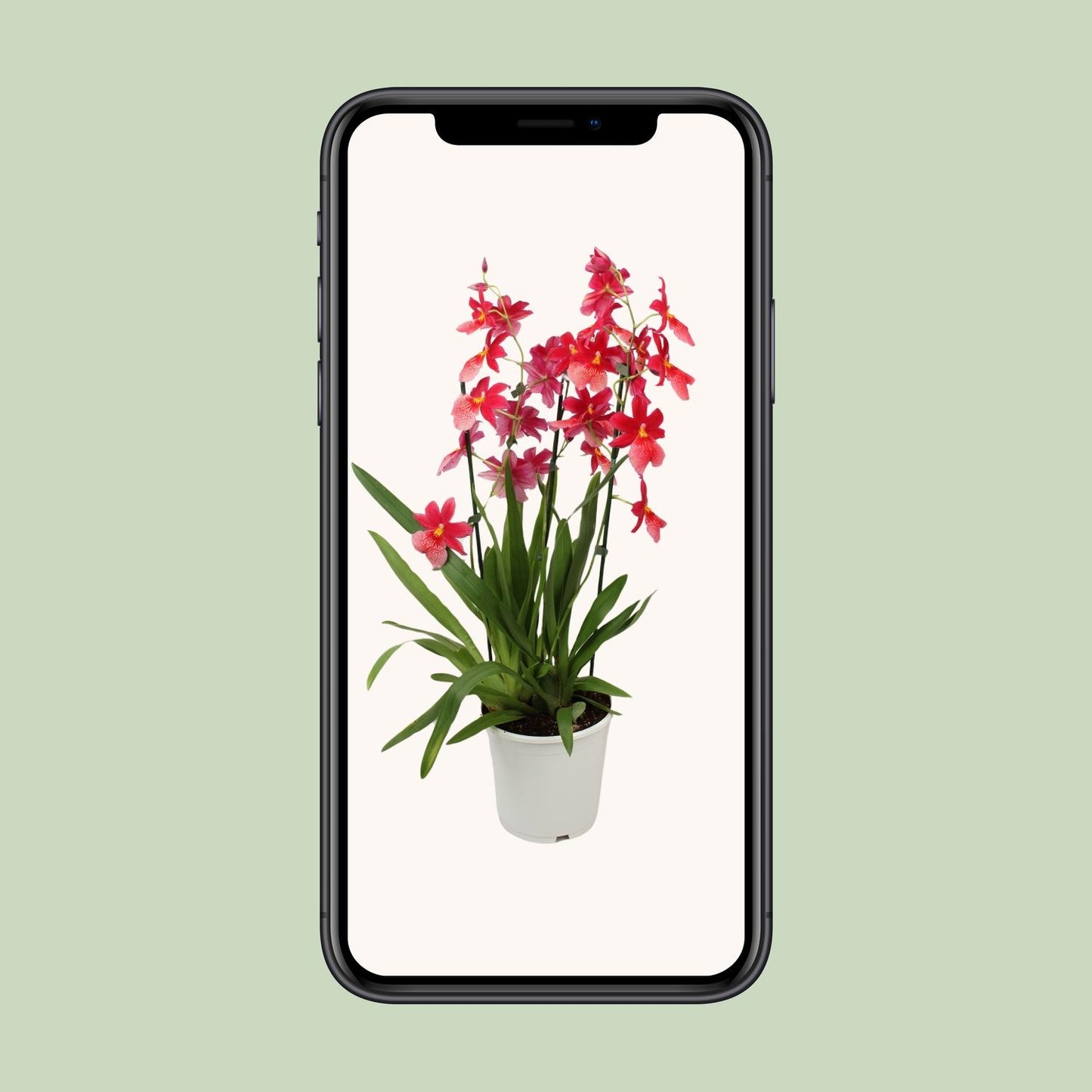 Orchidee Cambria Nelly Isler – Ø19cm, 70cm hoch