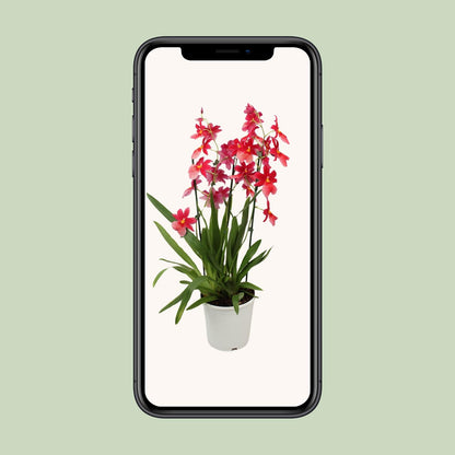 Orchidee Cambria Nelly Isler – Ø19cm, 70cm hoch