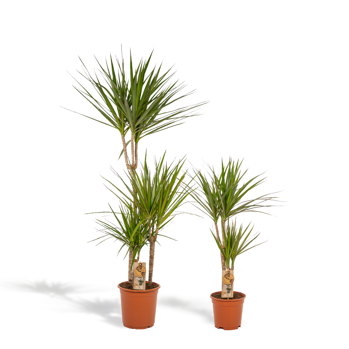 Dracaena Zimmerpflanzen-Set – 120 cm & 70 cm, pflegeleicht