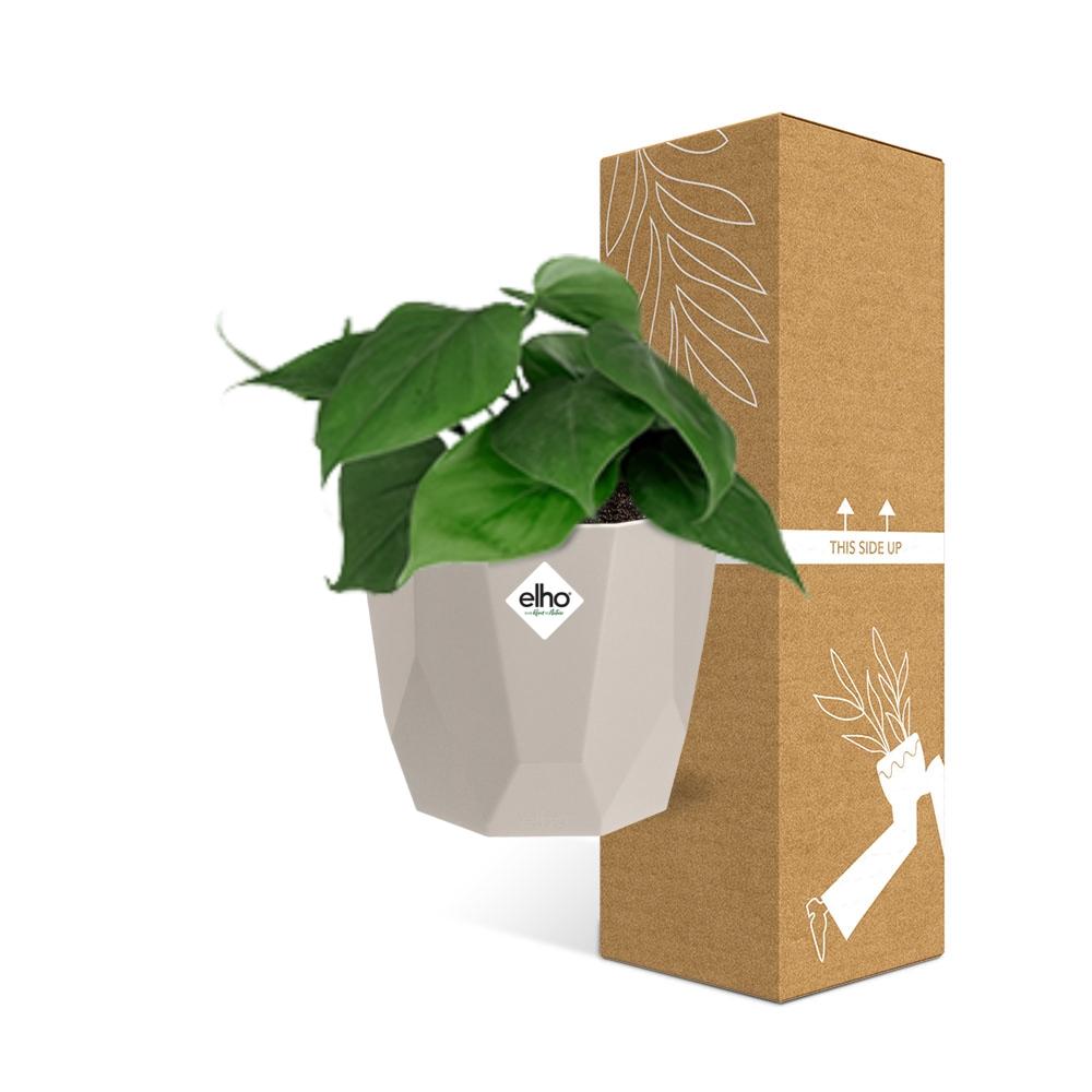 Herzblatt-Pflanze Philodendron Scandens – Pflegeleicht & Dekorativ