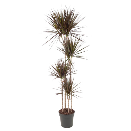Dracaena Magenta – Tropische Zimmerpflanze 180 cm